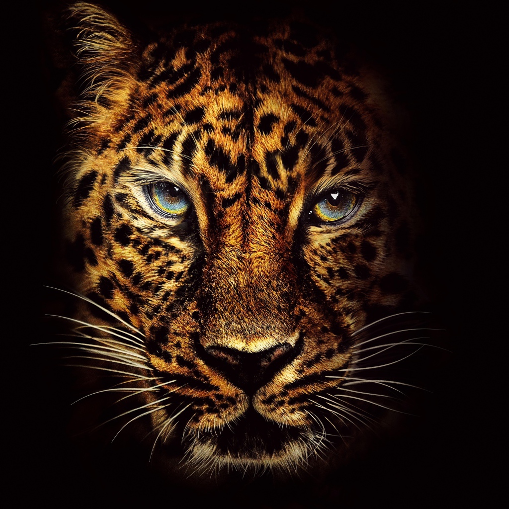 Морда пятнистого леопарда с голубыми глазами на черном фоне