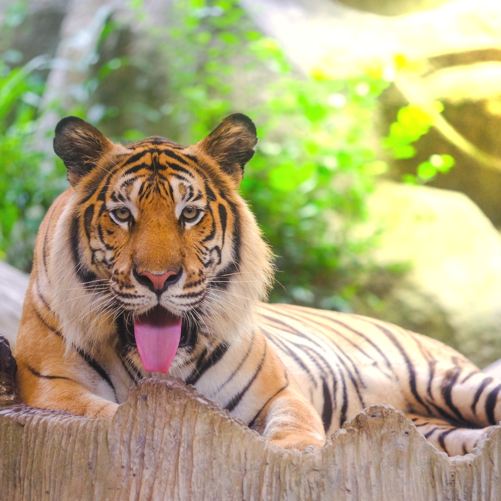 Полосатый тигр с высунутым языком лежит в зоопарке