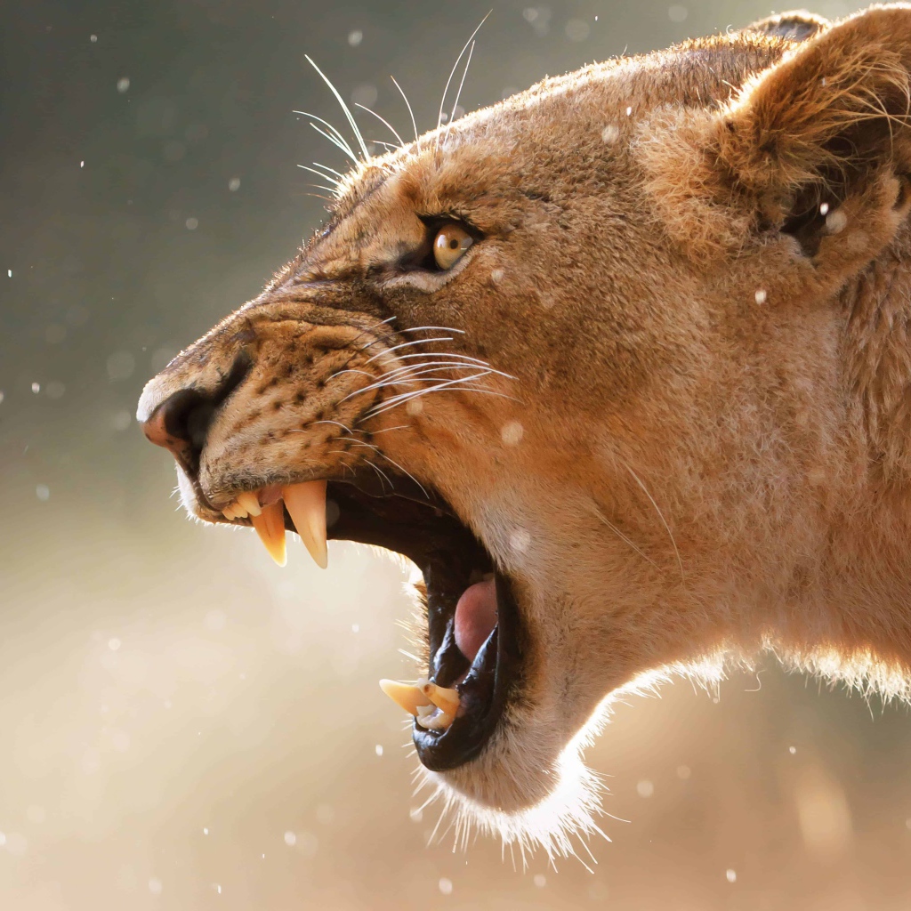 Грозный оскал львицы крупным планом