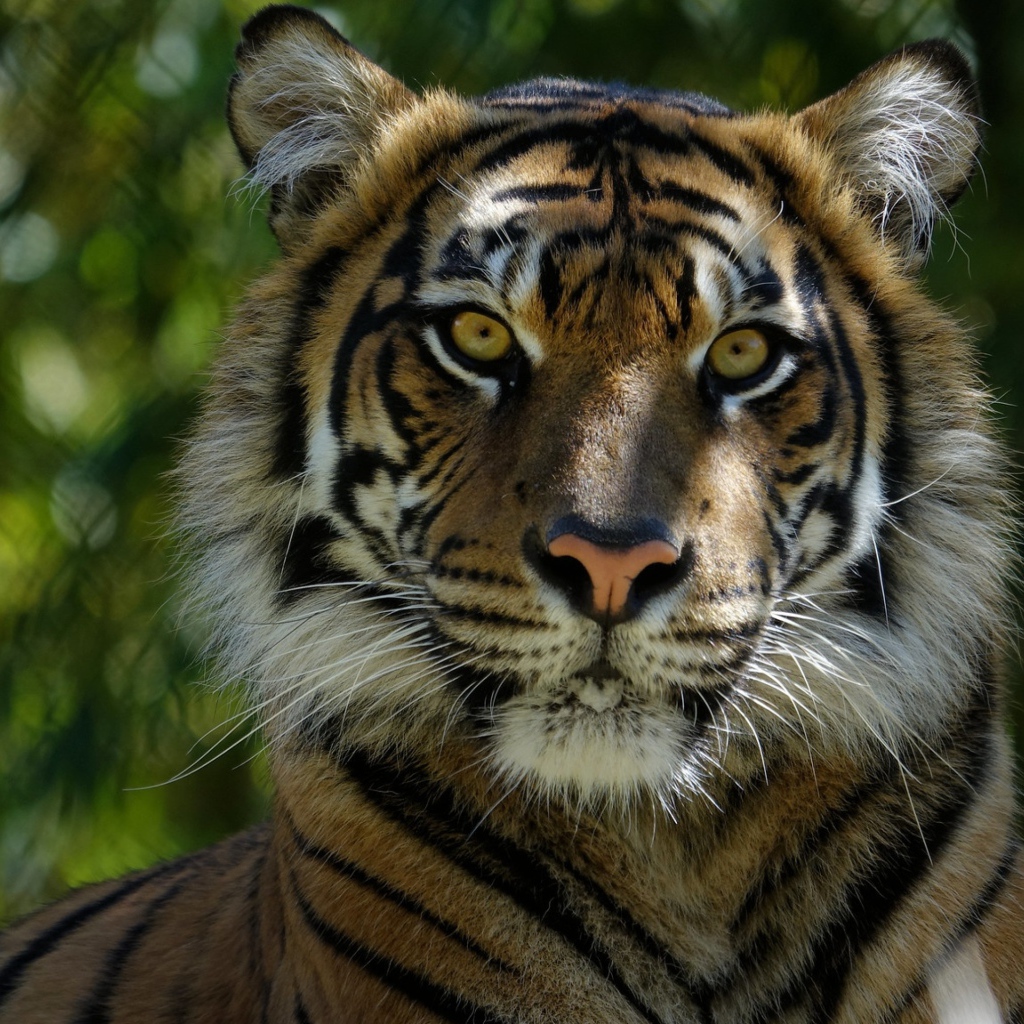 Морда большого  тигра крупным планом