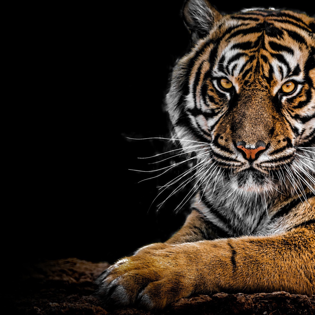 Суровый полосатый тигр лежит на черном фоне