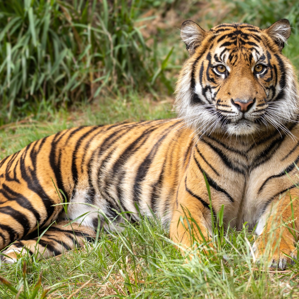 Полосатый тигр лежит на зеленой траве