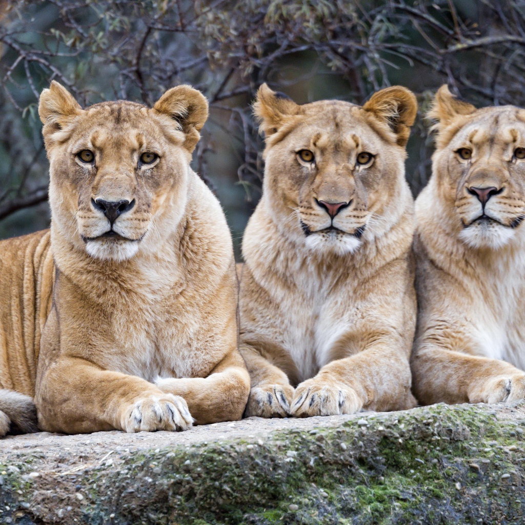 Три большие львицы лежат на камне в зоопарке 