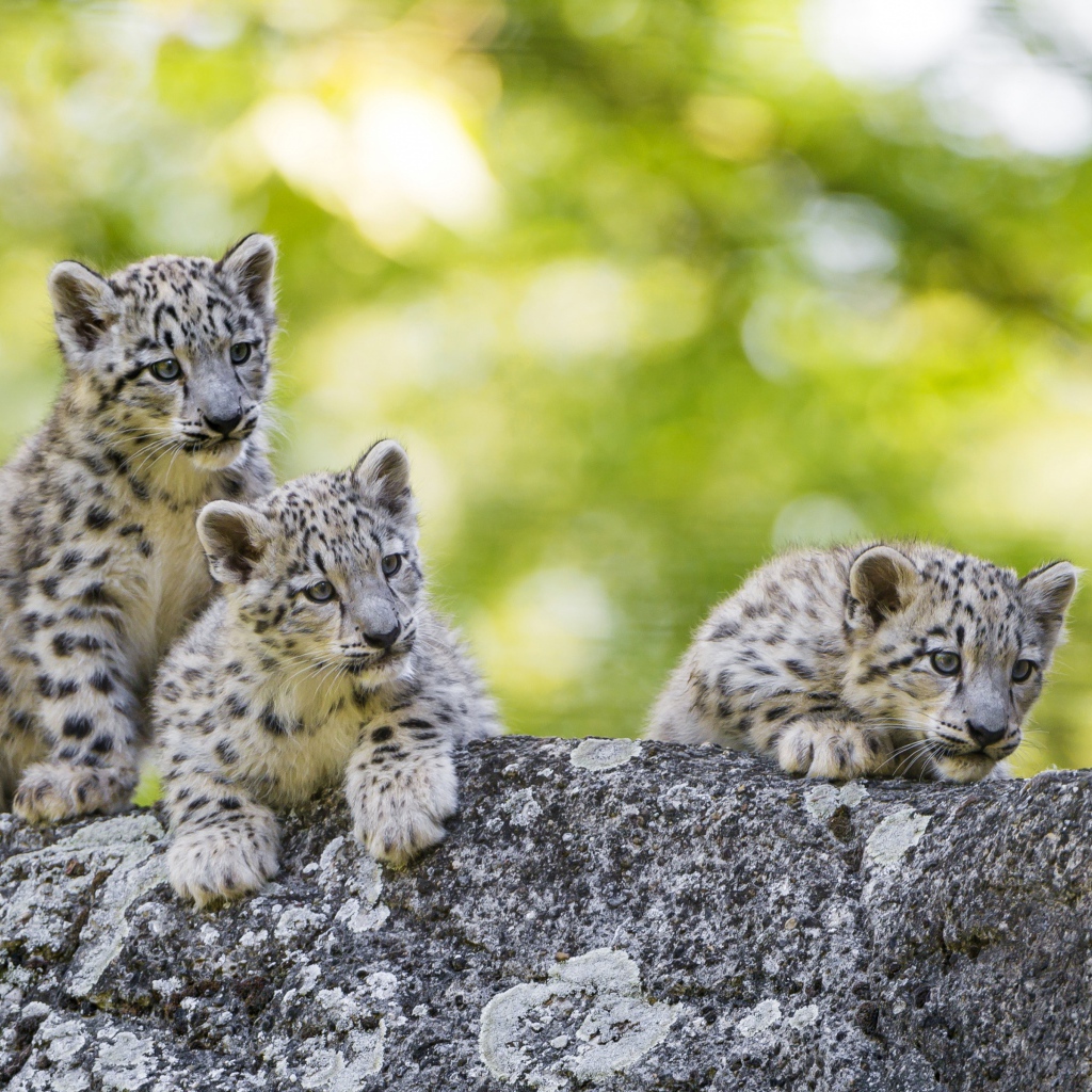 Три маленьких котенка снежного барса лежат на камне