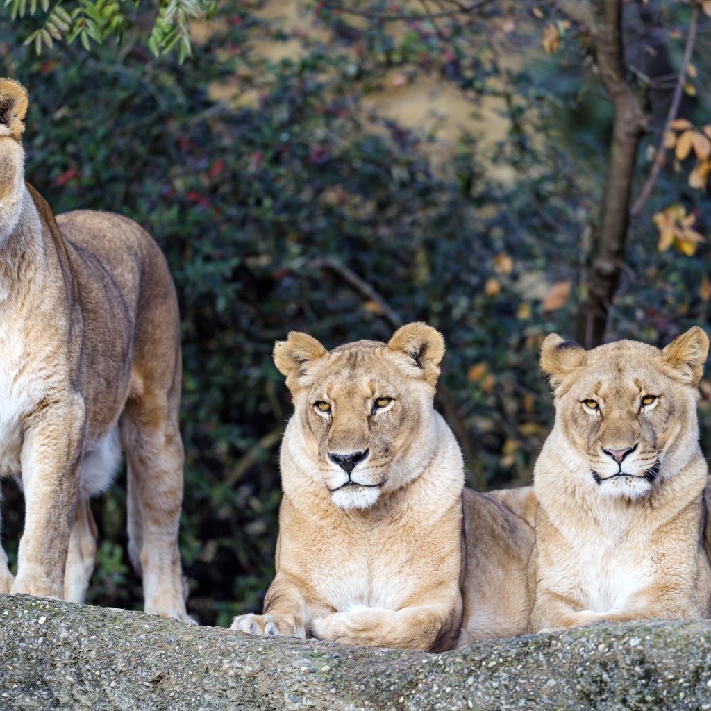 Три величественные львицы отдыхают на солнце