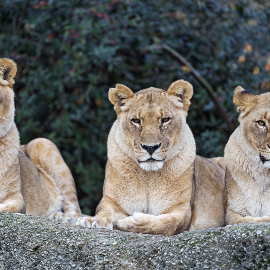 Три серьезные большие львицы лежат на камне