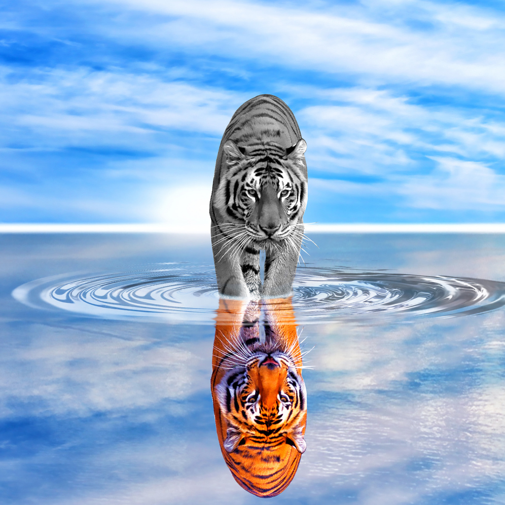 Тигр отражается в воде на фоне голубого неба 