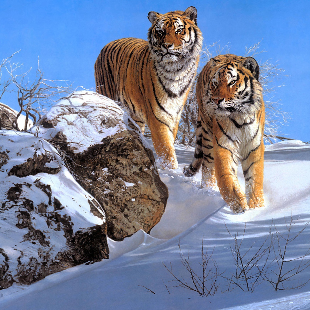 Два больших полосатых тигра в лесу зимой 