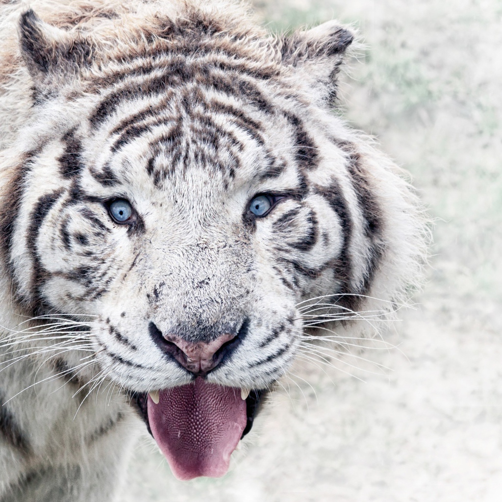 Белый голубоглазый тигр в высунутым языком