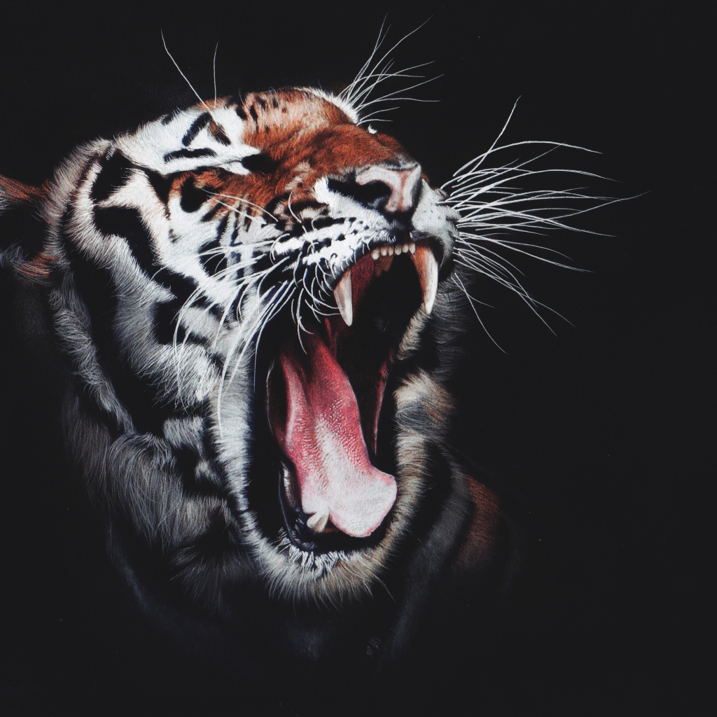 Зевающий полосатый тигр на черном фоне