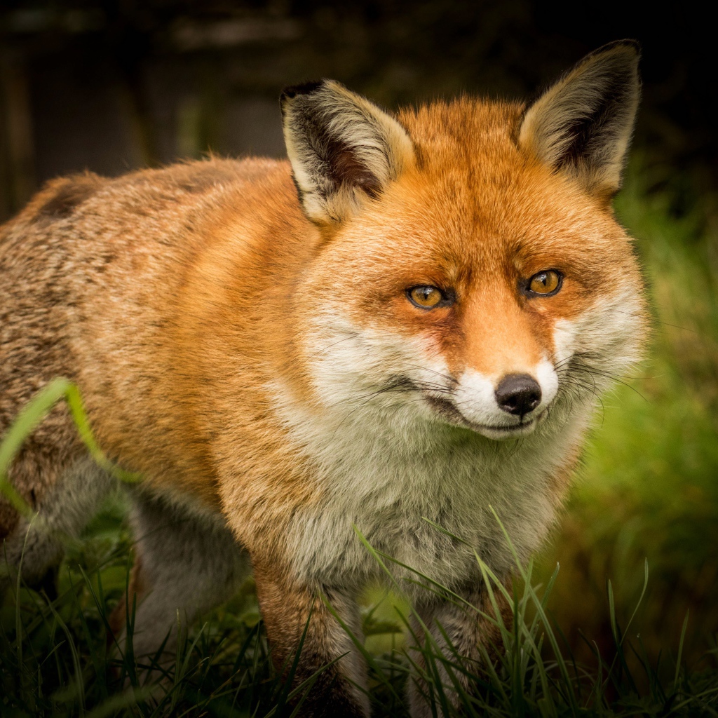 A large predatory fox sneaks through the green grass.