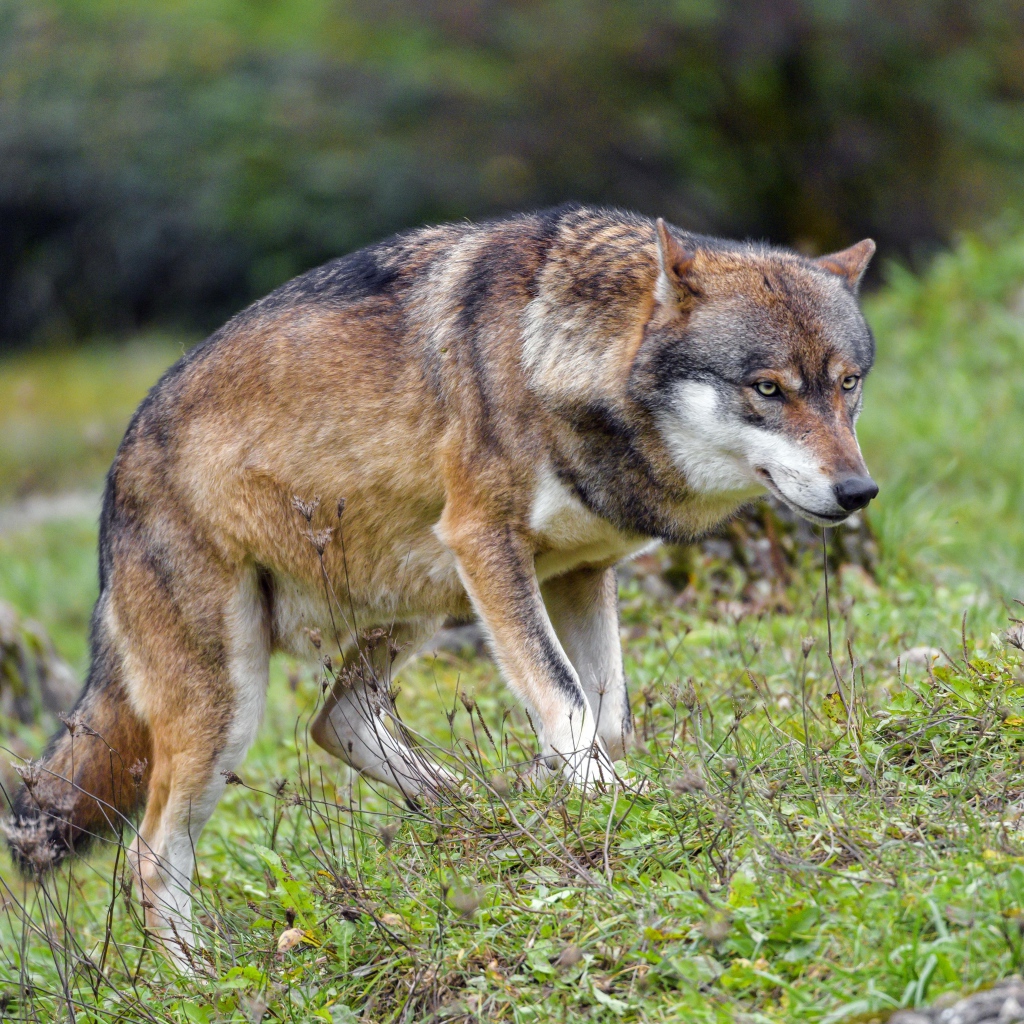 Большой суровый серый волк идет по траве 