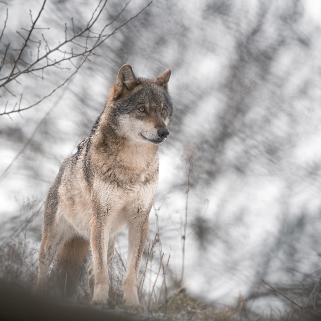 Big gray wolf stands in a cold forest