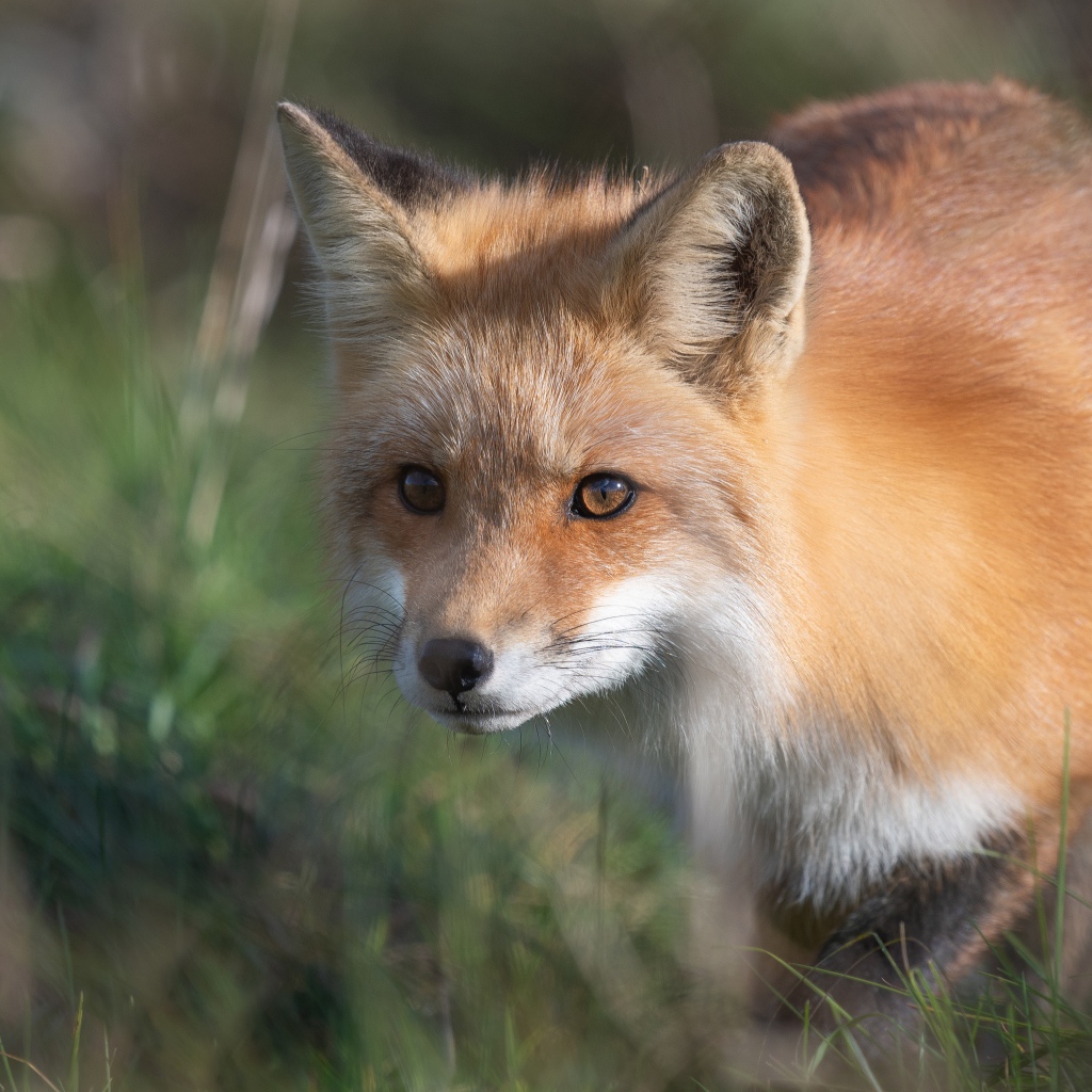 Big red fox in green grass