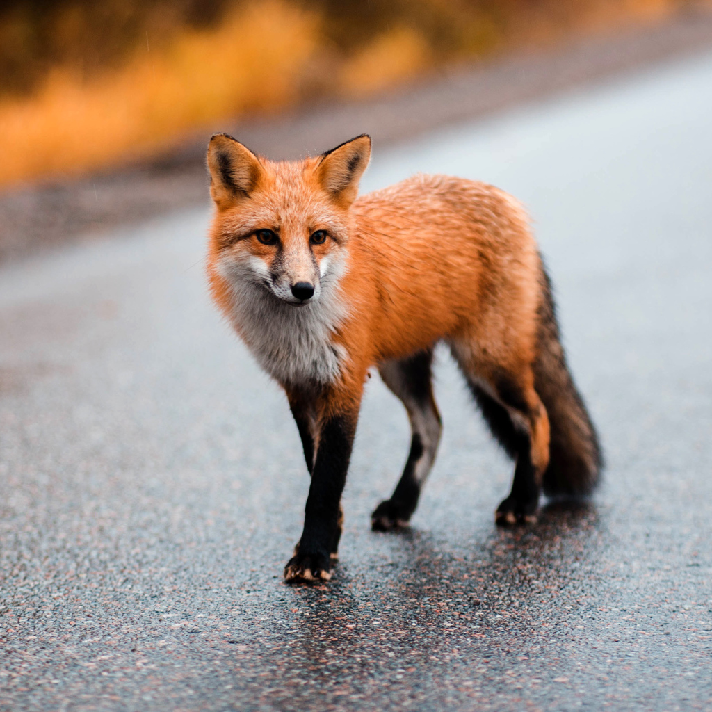 Big red fox walks on wet asphalt