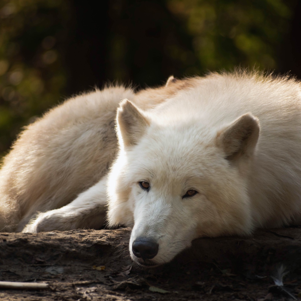 Большой белый волк лежит на земле в лесу