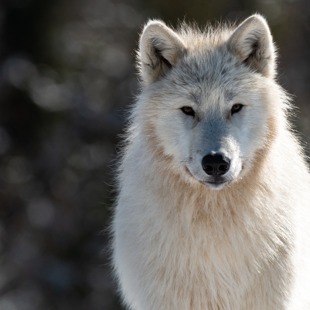 Большой белый волк с умным взглядом 