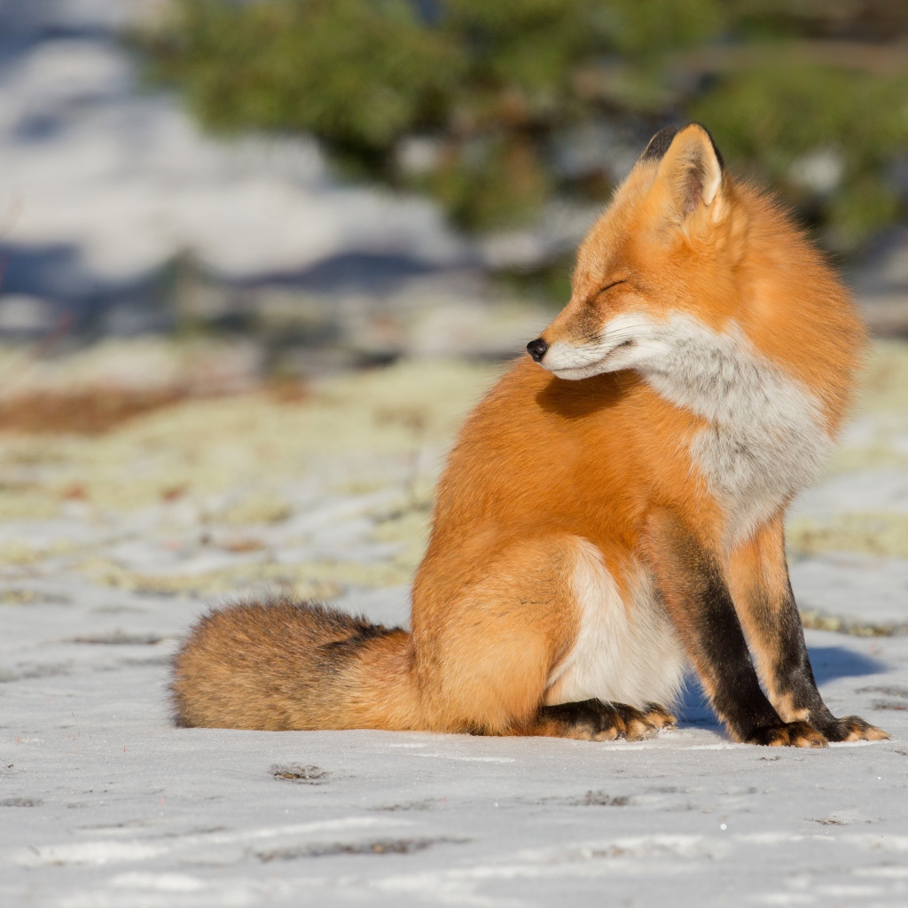 Лиса с закрытыми глазами сидит на снегу 