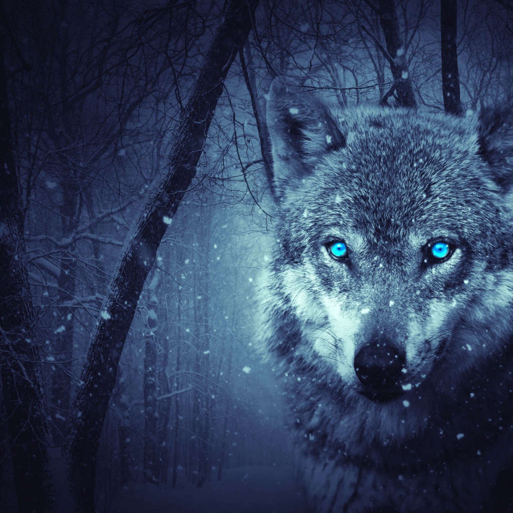 Серый волк с голубыми глазами в холодном зимнем лесу 