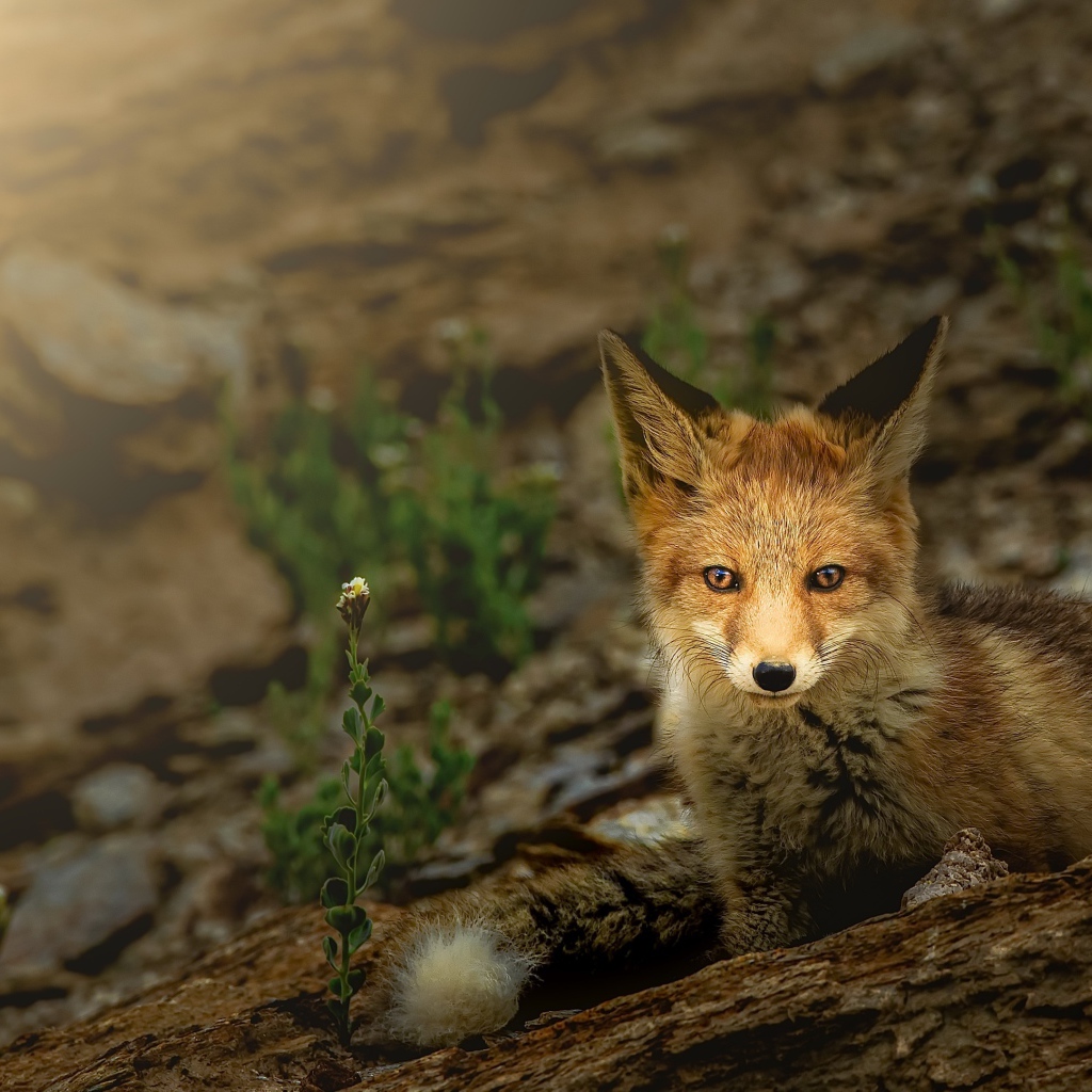 Маленький лисенок прячется в камнях 