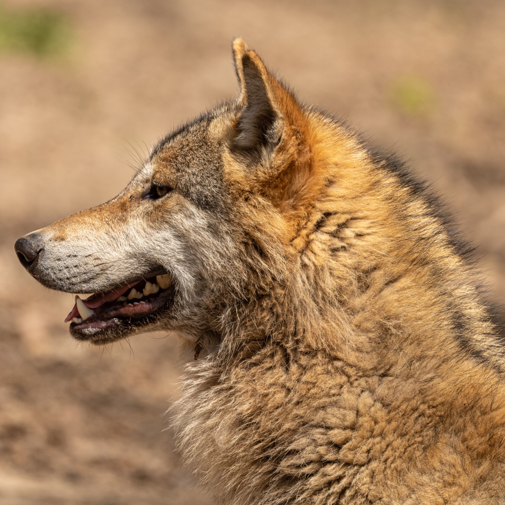 Predatory wolf with open mouth