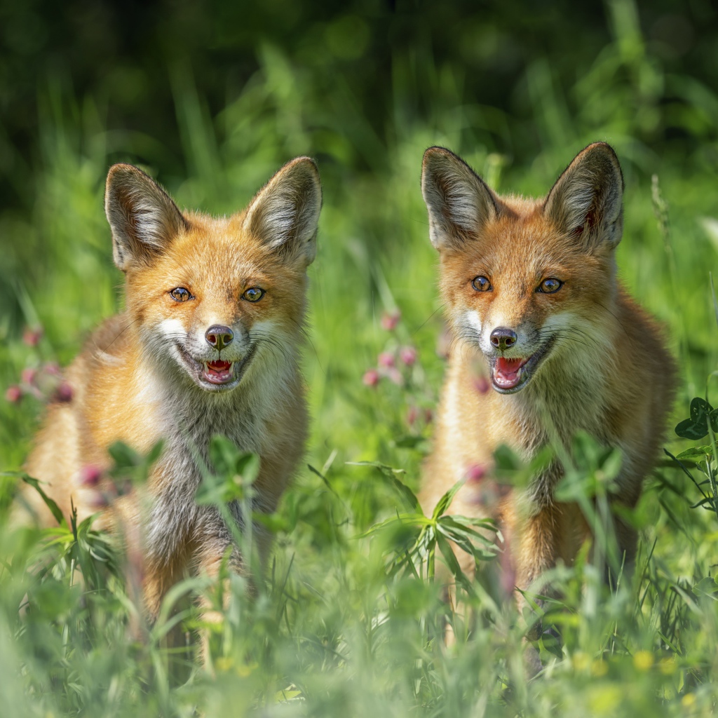 Две молодых лисы в зеленой траве