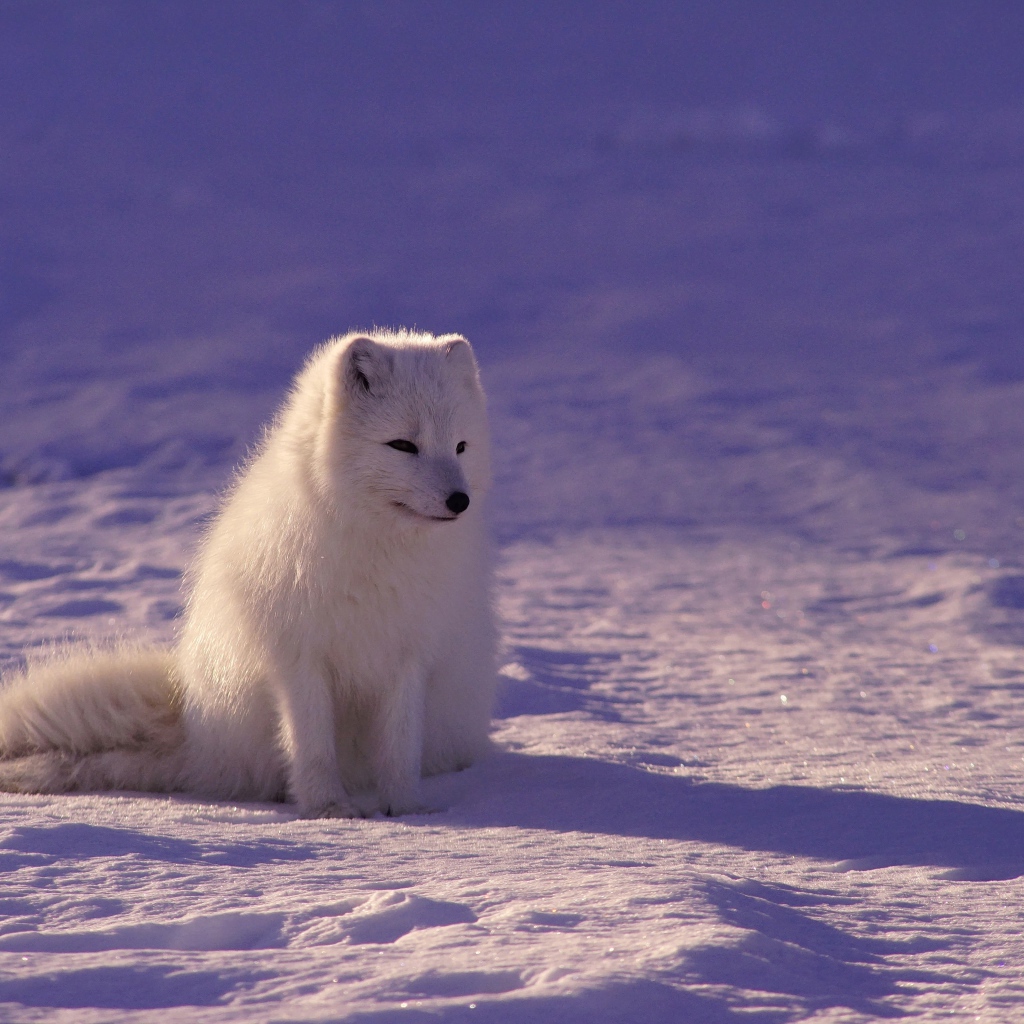 Белый песец сидит на холодном снегу 