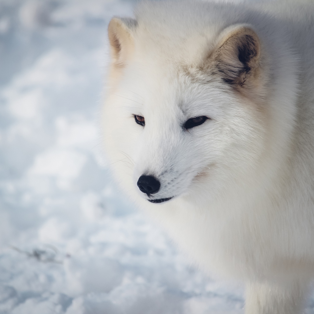 Белый пушистый песец на снегу