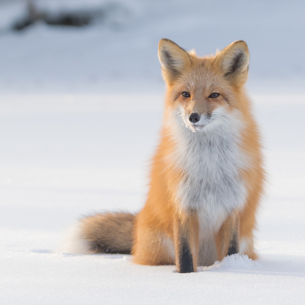 Мудрая рыжая лиса сидит на холодном снегу