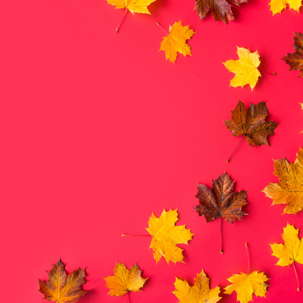 Опавшие осенние кленовые листья на красном фоне