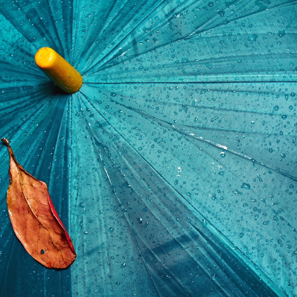 Желтый лист лежит на голубом мокром зонте