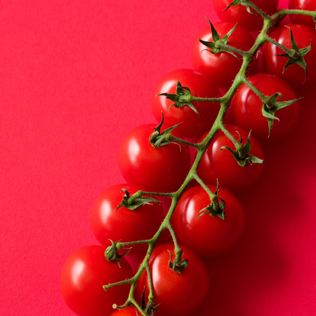 Много красных спелых помидоров на розовом фоне