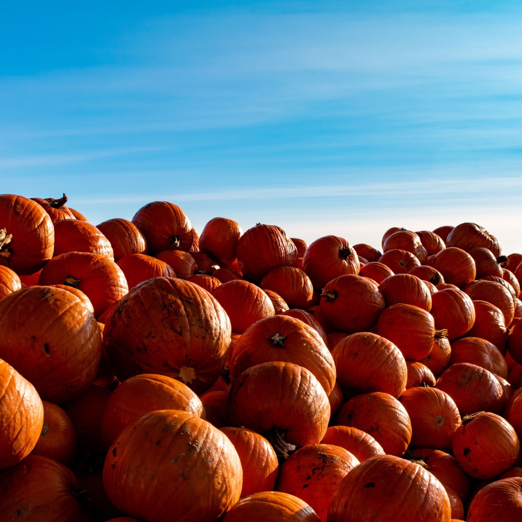 Много спелой оранжевой тыквы на поле на фоне голубого неба 