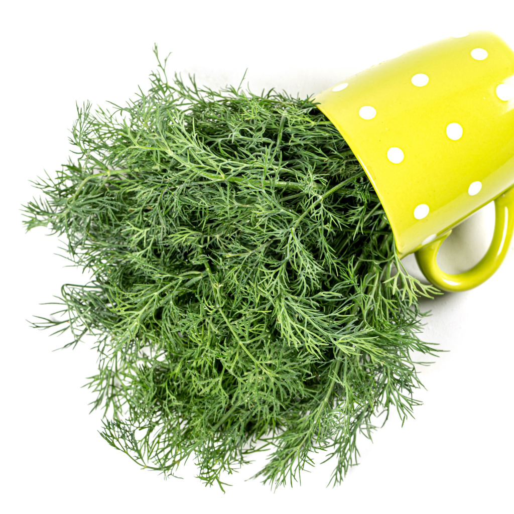 Пучок зеленого укропа в чашке на белом фоне