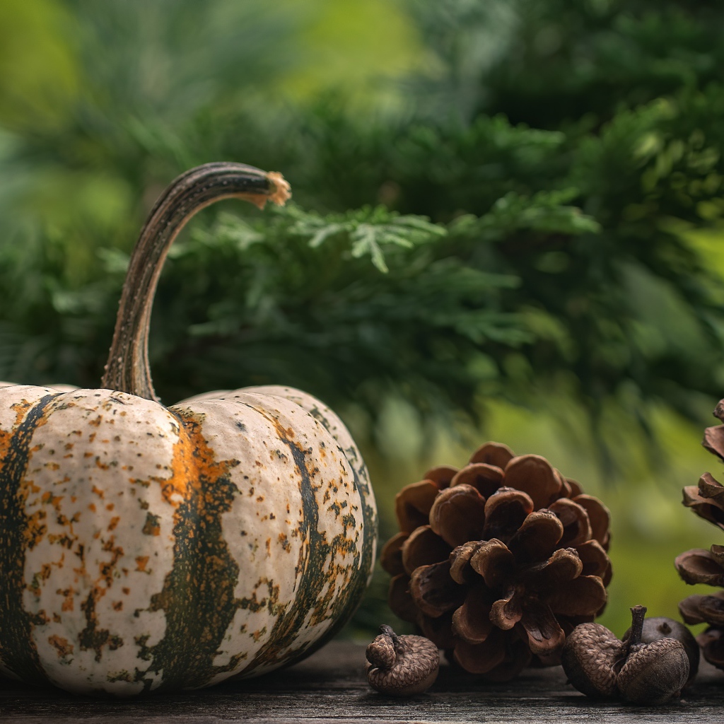 Большая тыква с шишками на столе 