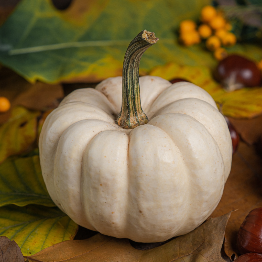 Большая белая тыква на столе с каштанами и рябиной 