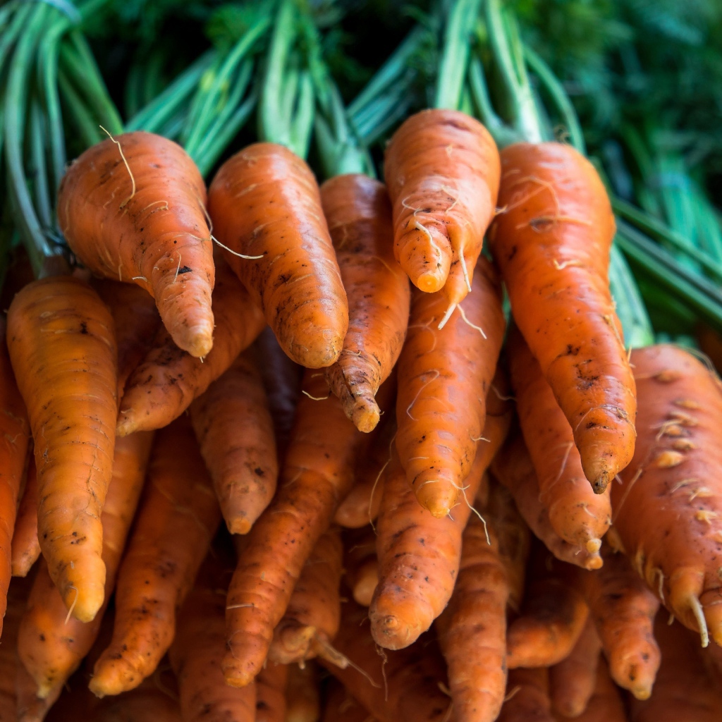 Много оранжевой моркови крупным планом 