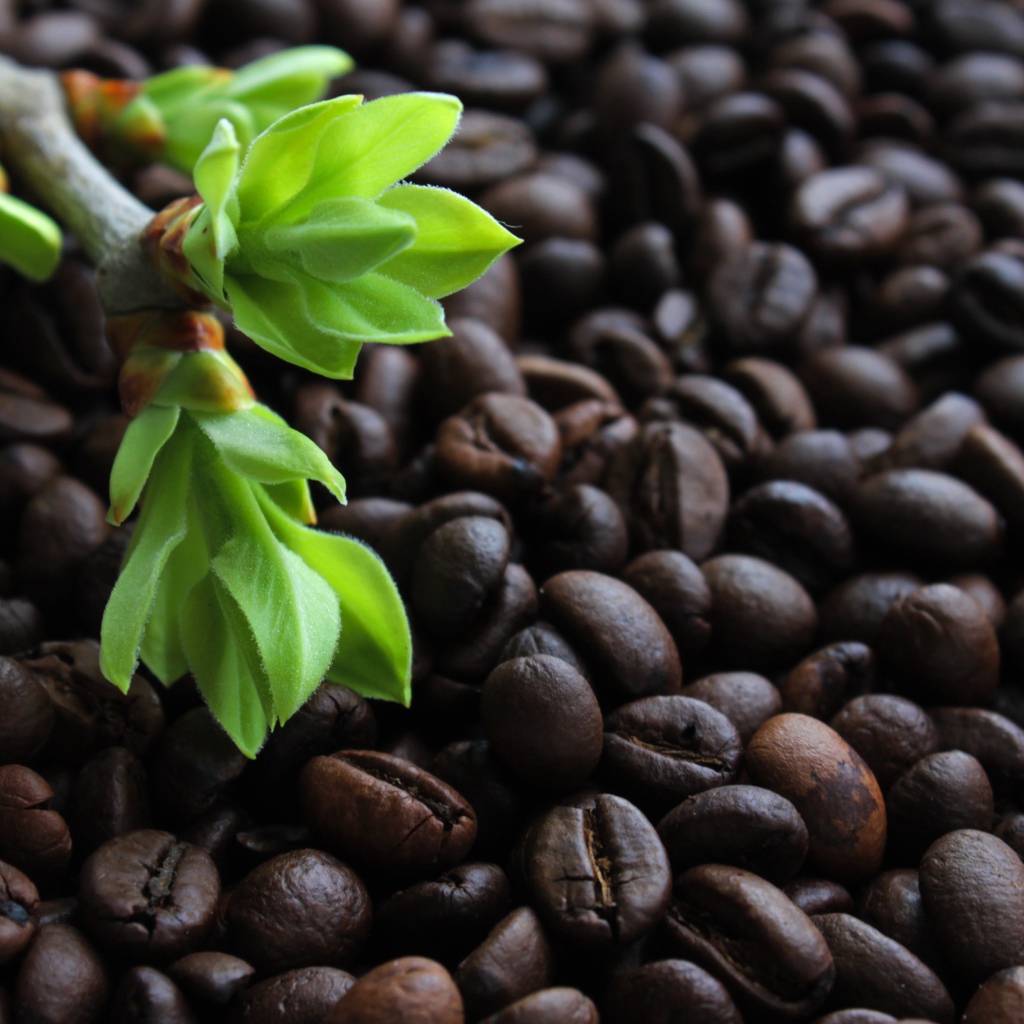 Много обжаренных кофейных зерен с веткой с зелеными листьями