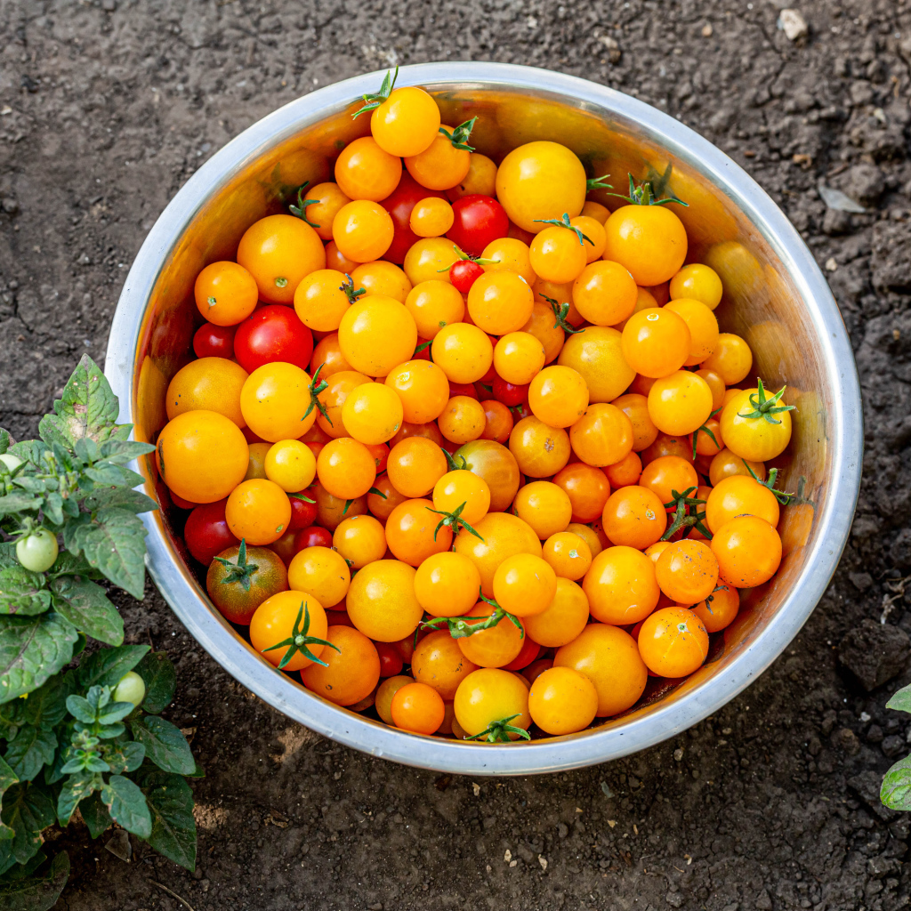 Много желтых помидоров в тазике на огороде
