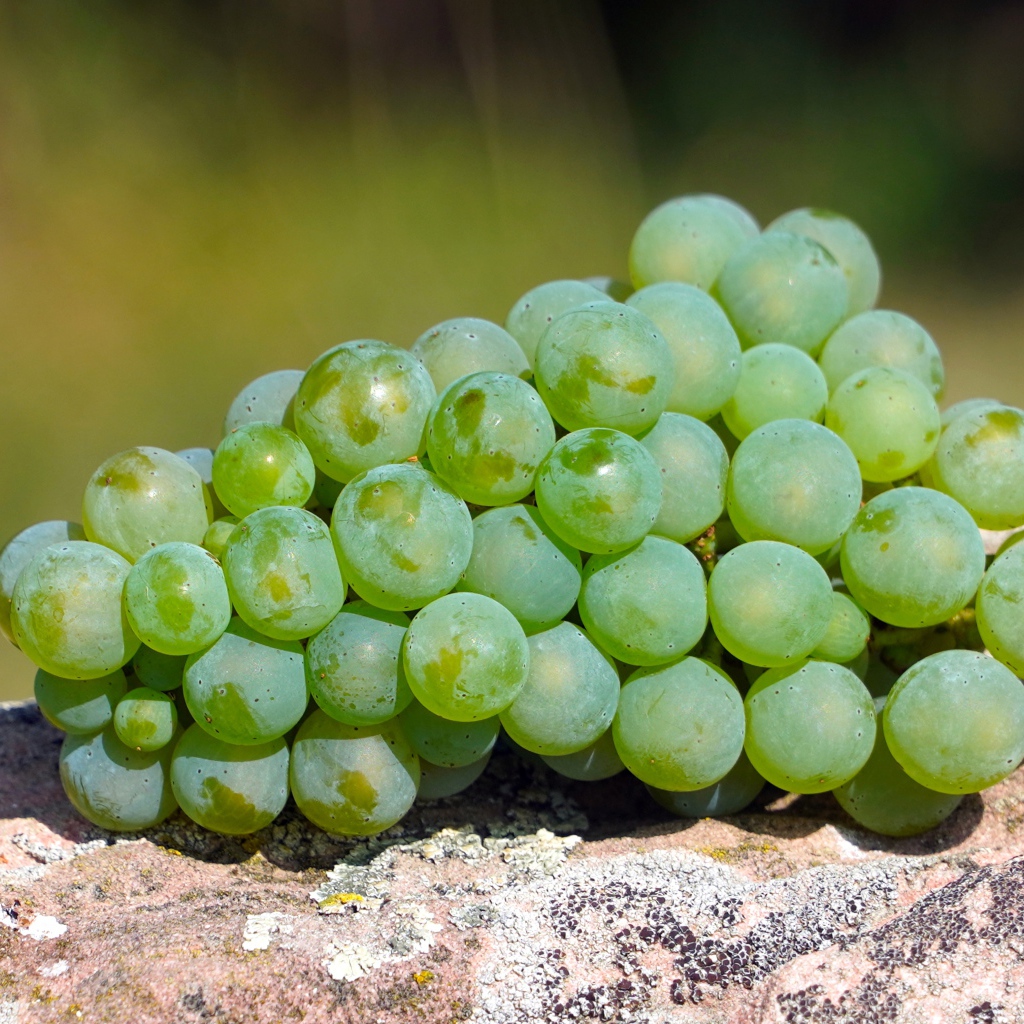 A bunch of green grapes lies on a stone