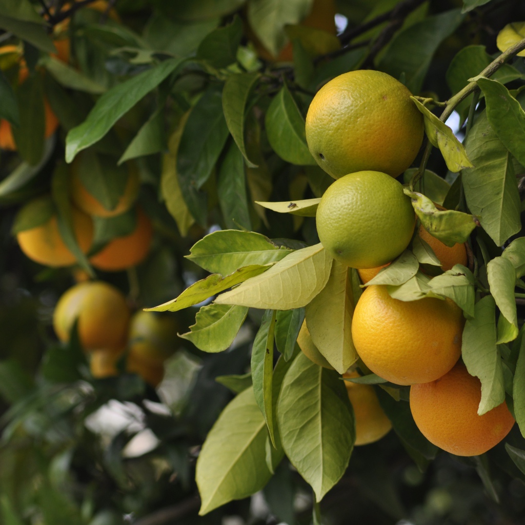 Big oranges ripen on the branches