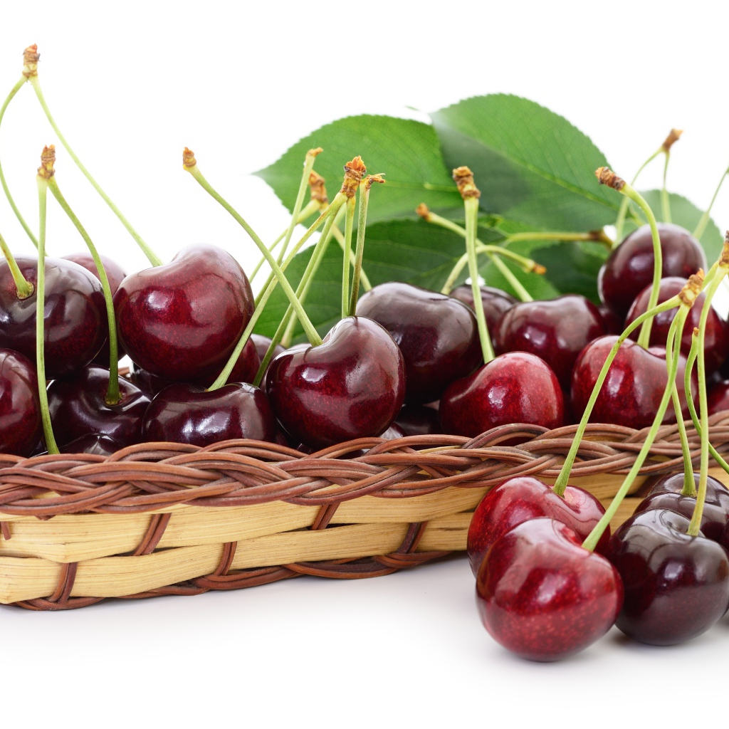 Много спелой крупной черешни в корзинке на белом фоне