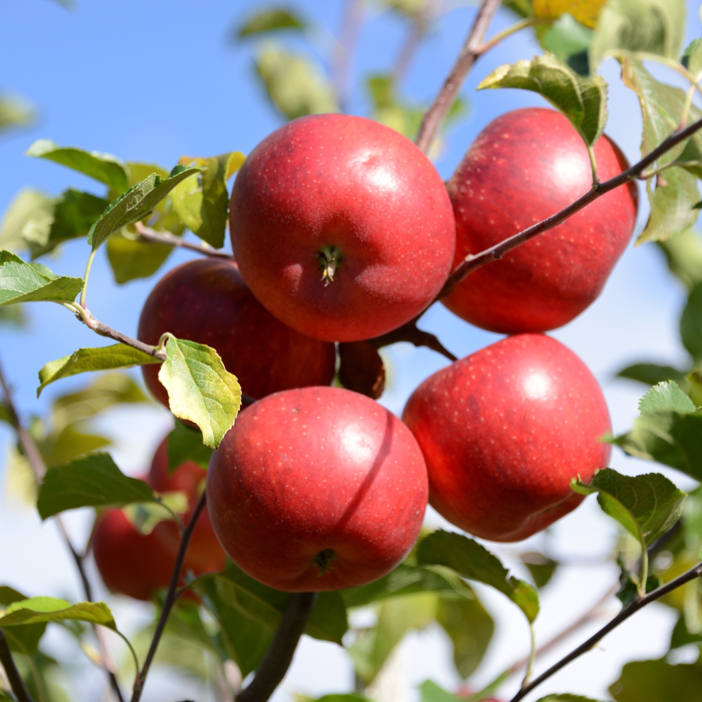 Много красных яблок в зеленых листьях 