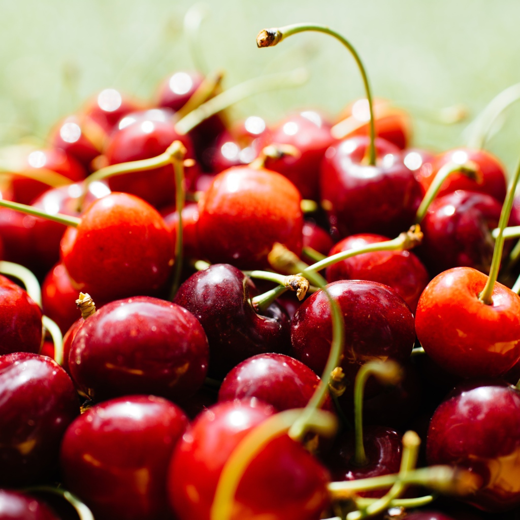 Много спелых ягод красной черешни 