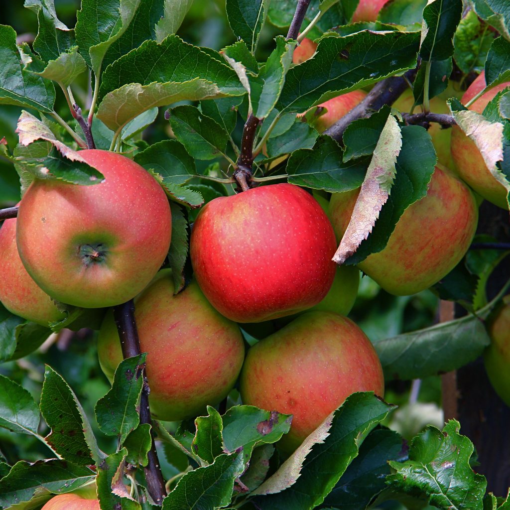 Много спелых сладких яблок на ветке в листьях 