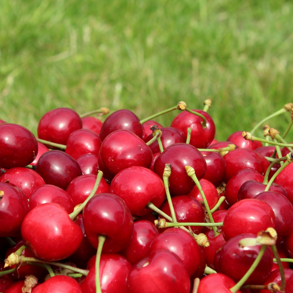 Красные черешни на фоне зеленой травы 