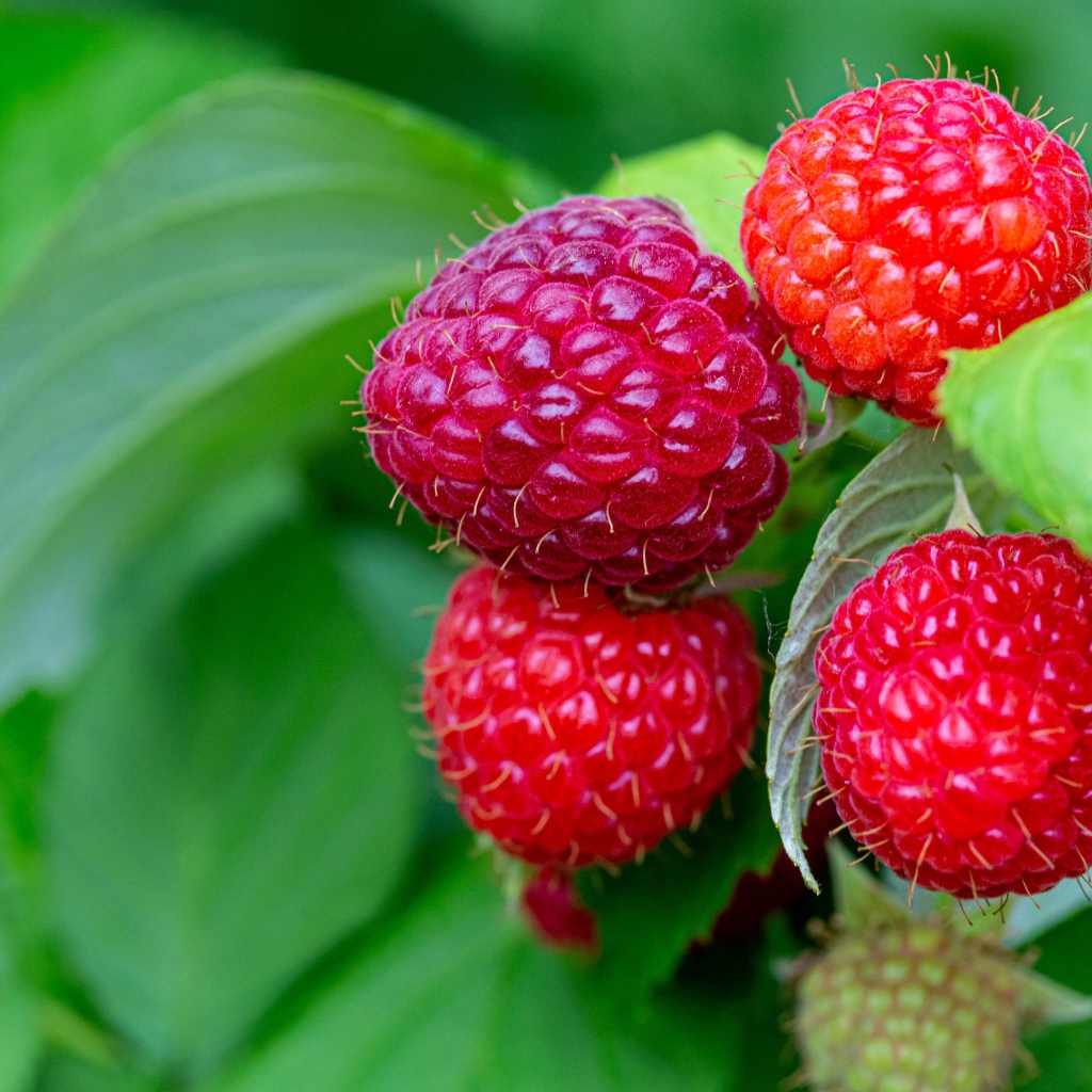 Спелая сочная красная малина на ветке 