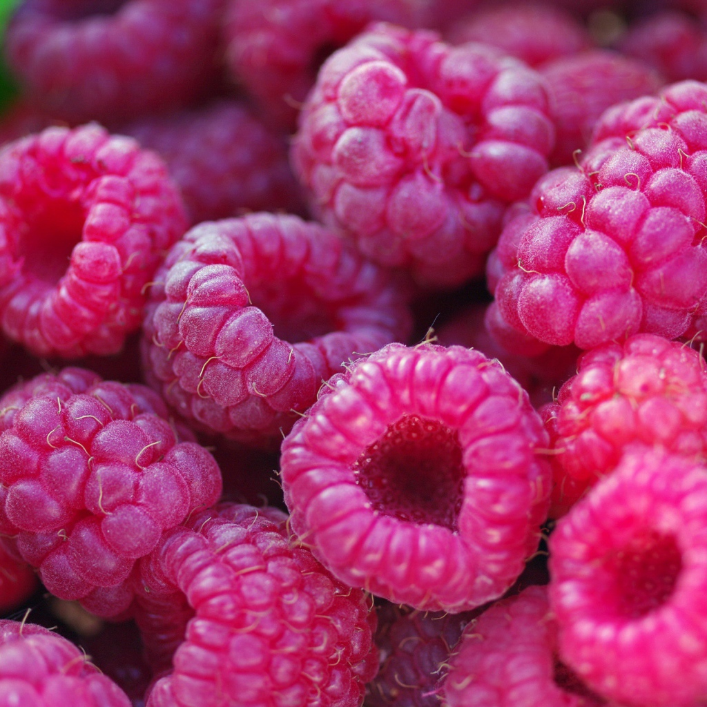 Спелые крупные ягоды малины 