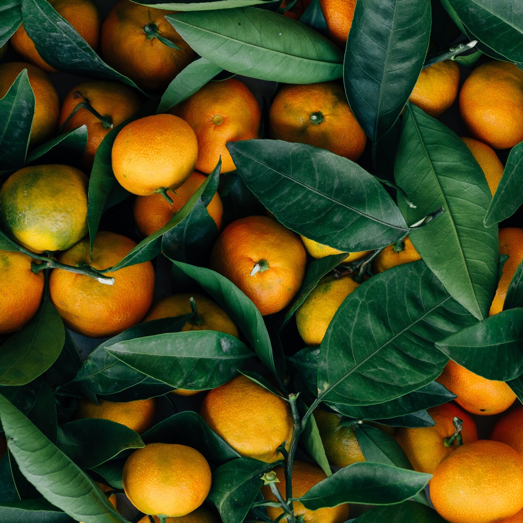 Спелые оранжевые плоды мандарина с зелеными листьями