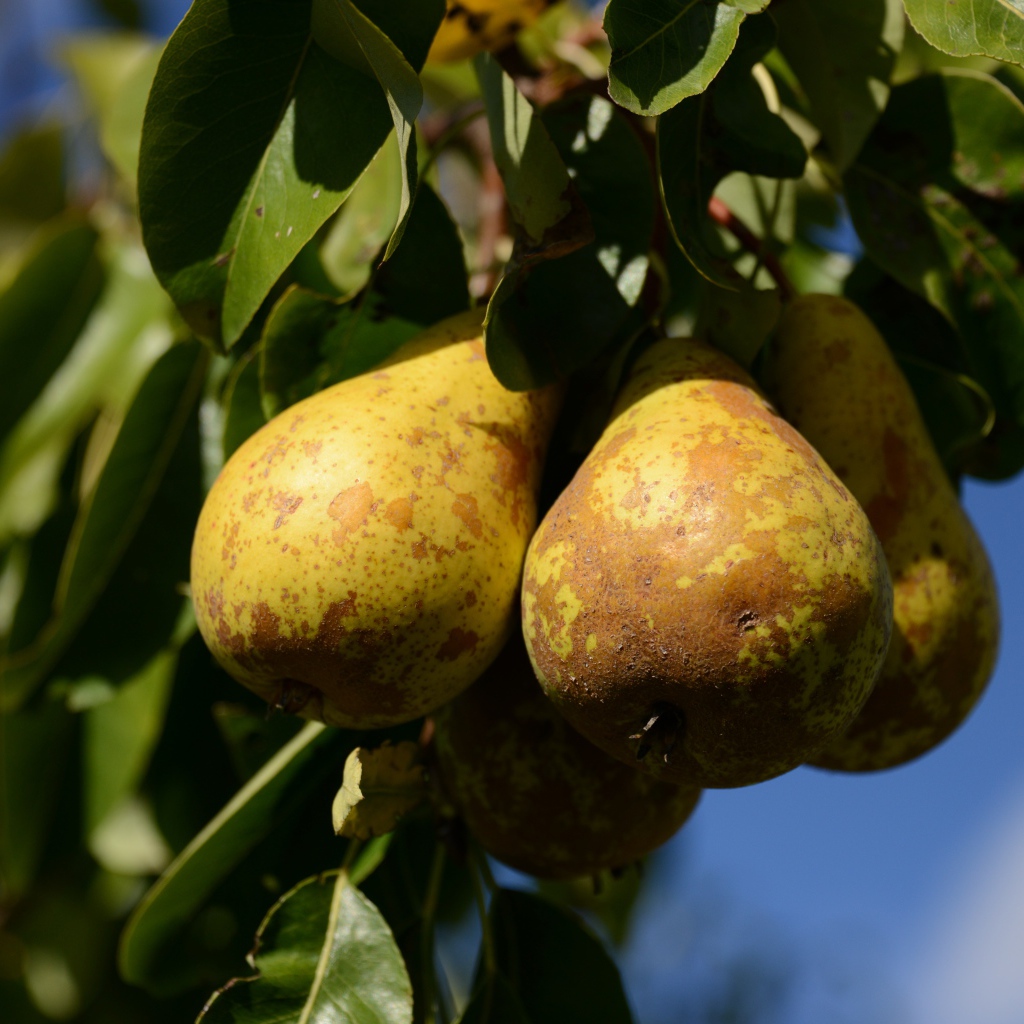 Спелые груши на дереве в зеленых листьях 